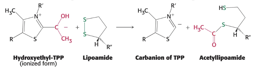 <p>Oxidation → the hydroxyethyl group attached to TPP is oxidized to form an acetyl group that is transferred to a lipoamide, creating an energy rich thioester bond</p><ul><li><p>also catalyzed by E1 <strong>pyruvate dehydrogenase</strong></p></li></ul><p></p>