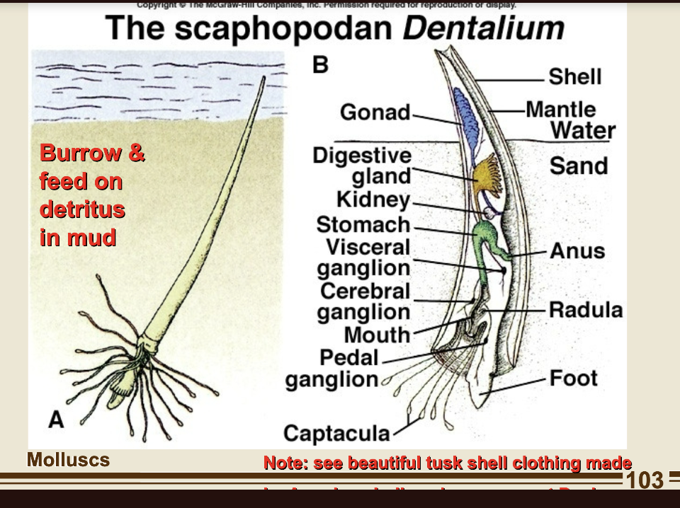 <p>Native Americans used these shells as a form of money and on clothing</p><p>-feed by extending captacula, eating little animals (interstitial) between sand grains</p>