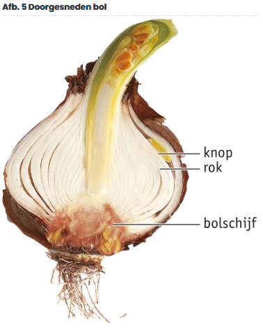 <p>De bolschijf (een heel korte stengel), en rokken (verdikte bladeren met reservevoedsel).</p>