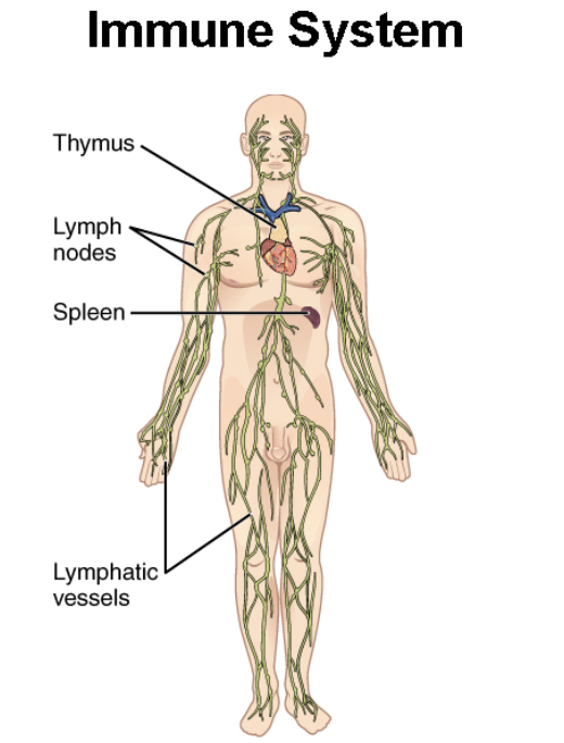 <p>protects body and fights pathogens (bacteria), work hand in hand w/ each other. Main organs: lymph vessels and many organs</p>