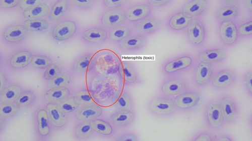 <p>Describe this bearded dragon's WBC morphology</p>