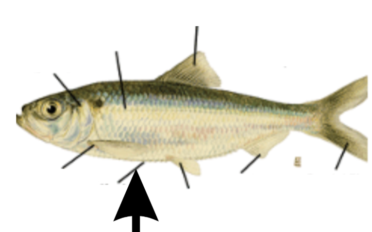 <p>What is this part on the fish?</p>