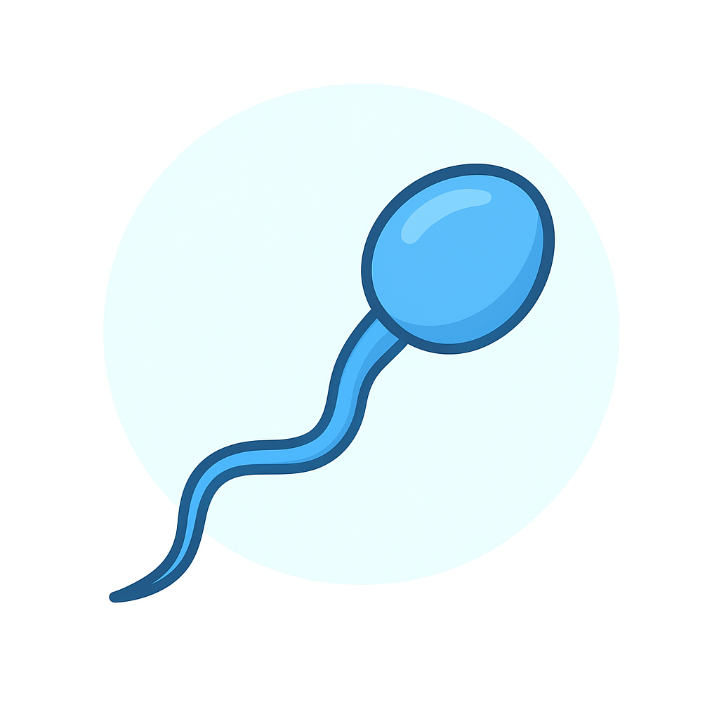 <p>A sex cell that comes from a male parent during sexual reproduction.</p>