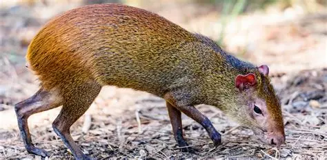 <p>Brazilian Agouti/Red-rumped Agouti</p>