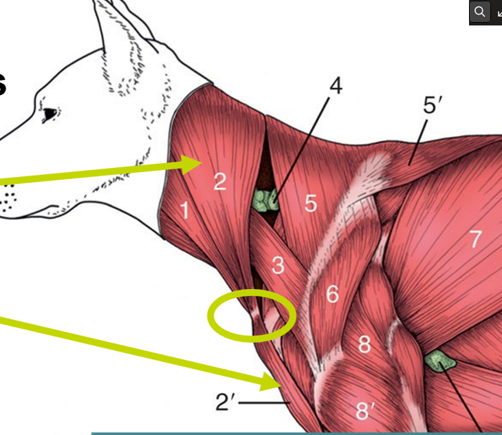 <p>2’ av M. brachiocephalicus,<br>O, I (ca), I (eq)</p>