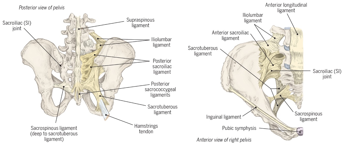 <ul><li><p>stabilizes pelvis <span>under strain of opposing forces</span></p></li><li><p><span>Synovial joint</span></p></li></ul><p></p>