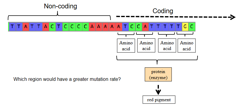 <p>coding-regions (exons) or non-coding regions (intros)</p>