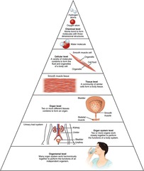 <p>Organisms are composed of organ systems, which are composed of organs, which are composed of tissues, which are composed of cells.</p>