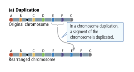 <ul><li><p>A segment of the chromosome is doubled.</p></li></ul><ul><li><p><strong>Cause:</strong> Unequal crossing over due to misalignment.</p></li></ul><ul><li><p><strong>Effect:</strong> <strong>Unbalanced gene dosage</strong>; extra copies disrupt developmental processes that require specific protein ratios.</p></li></ul><p></p>