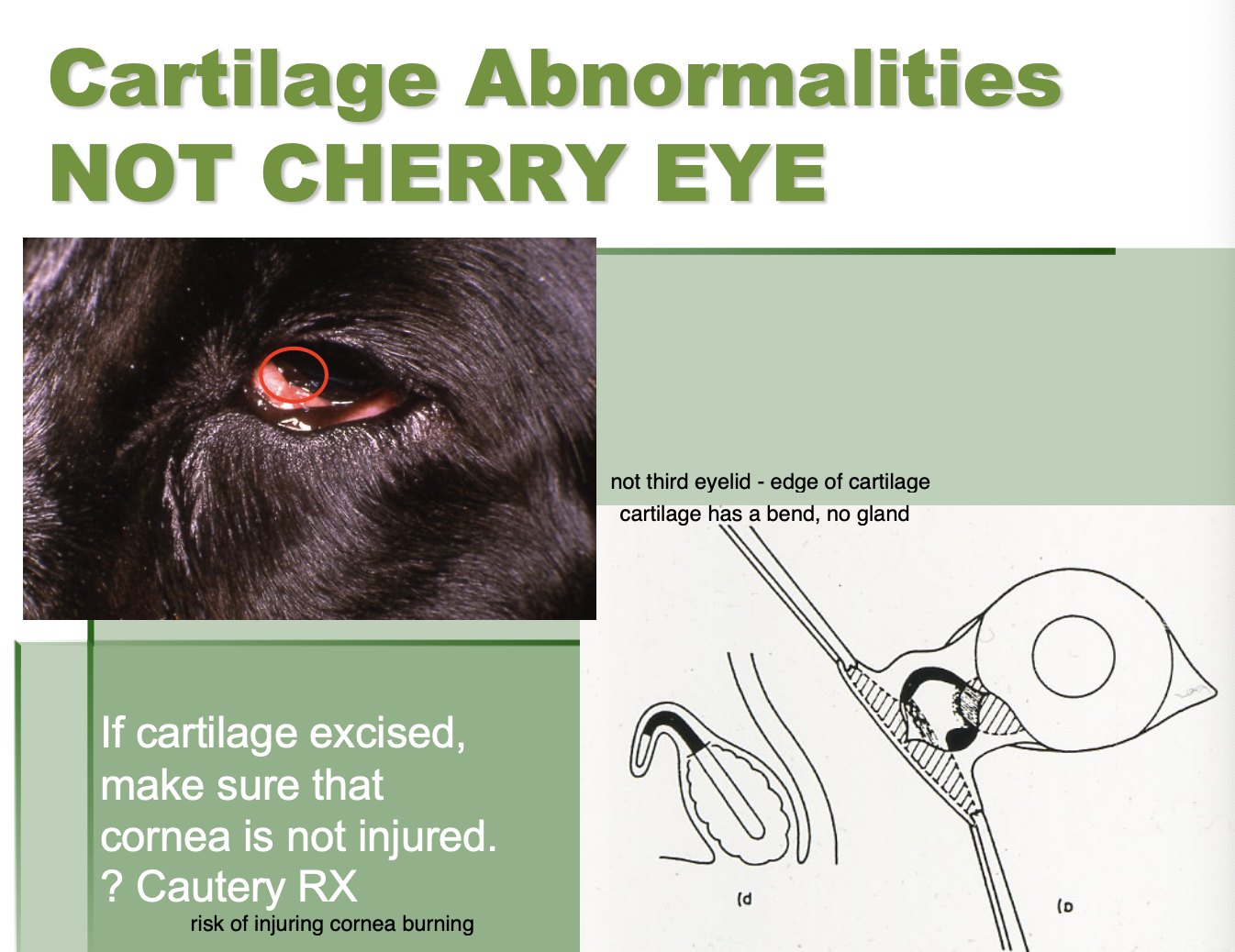 <p>Is not cherry eye.</p><p>tend to see in larger breed dogs.</p><p>Normal at birth then over the course of a few months the 3rd eyelid will begin to evert.</p>