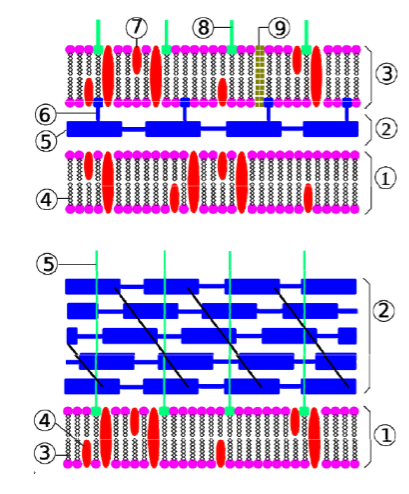 <p>What are the differences in structure between gram- and gram+ bacteria?</p>
