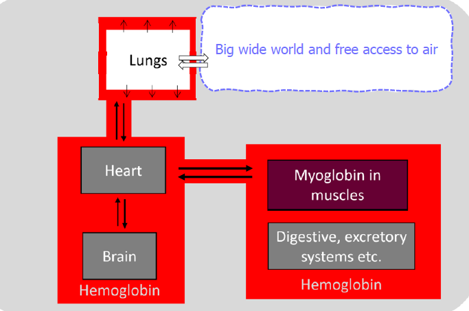 <p>Heart rate goes up and beats hard and fast to reoxygenate the whole body</p><p>Oxygen has to go from the lungs to the rest of the body</p>