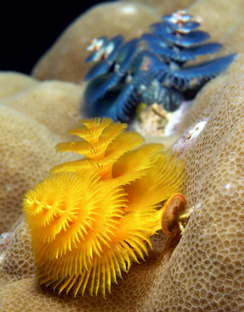 <p>The class Polychaeta name comes from the Greek (polys) (chaite) meaning ______</p>