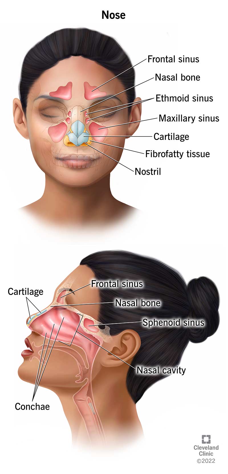 <p>nose</p>