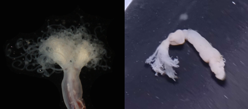 <p><strong>FILO<br>FAMILIA<br>GÉNERO<br>CARACTERÍSTICAS</strong></p>