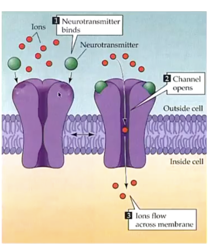 <p>Neurotransmitters do not typically enter the post-S neurone.</p><p></p><p>TO cause an effect on the PS neurone, the chemical message is receivied by attaching to the bindingsite for the receptor, which may open something like an ion channel.</p>