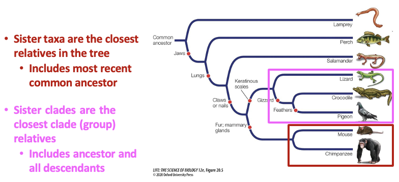 <ul><li><p><span>Sister taxa are the closest relatives in the tree</span></p><ul><li><p><span>Includes the most recent common ancestor</span></p></li></ul></li><li><p><span>Sister clades are the closest clade (group) relatives</span></p><ul><li><p><span>Includes ancestor and all descendants</span></p></li></ul></li></ul><ul><li><p><span>Know that the sister is the closest because they have the most recent common ancestor. Clades share a common ancestor, but it’s not the most recent one. Shared ancestor is big.</span></p></li></ul><p></p>