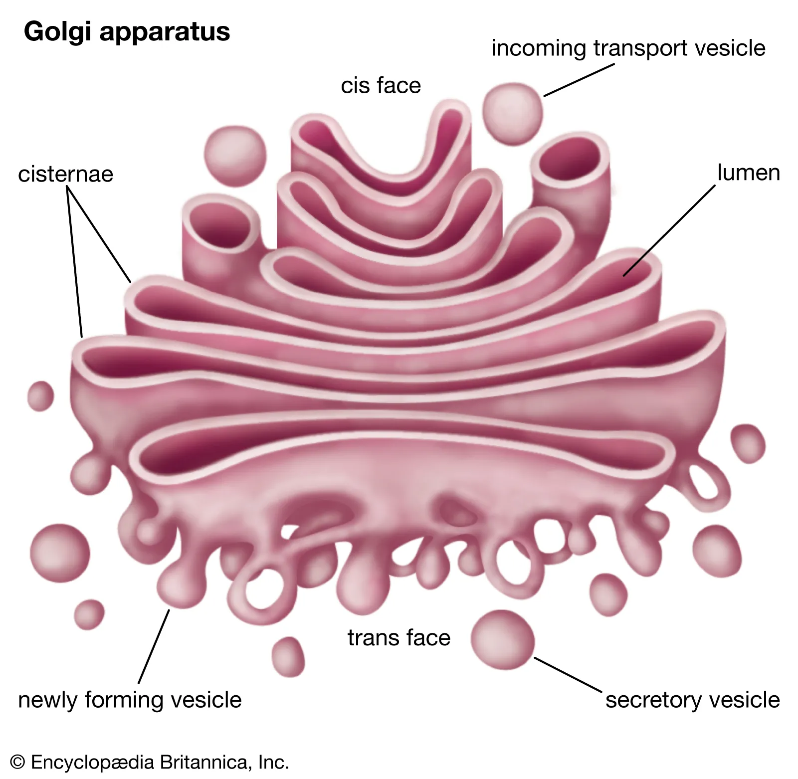 <p>What is the function of the Golgi apparatus?</p>