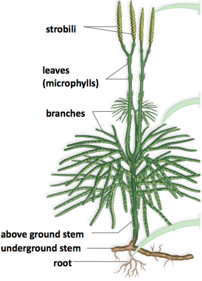 <p>define microphylls</p>