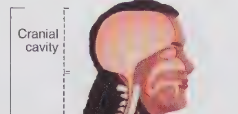<p>Cranial Cavity</p>