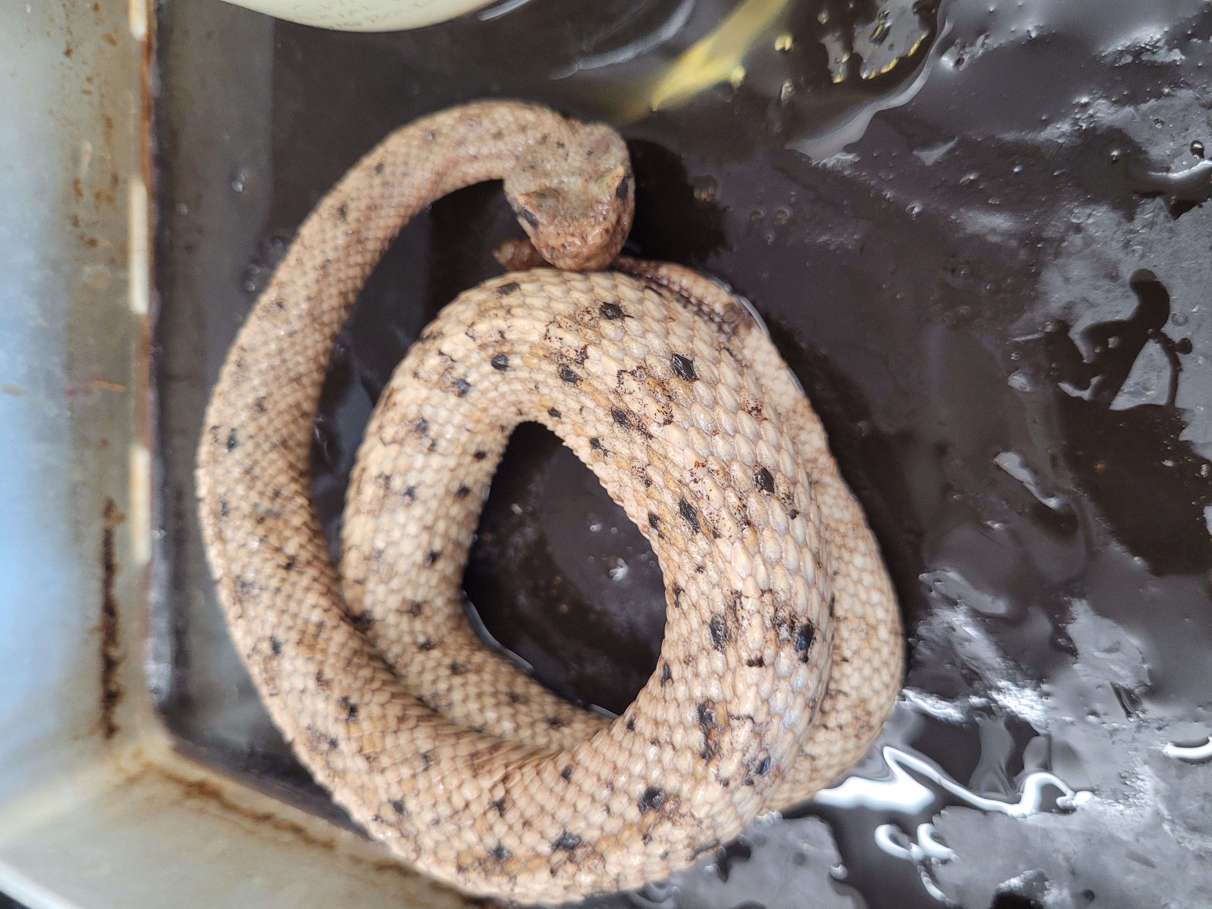 <p>What snake is this</p>