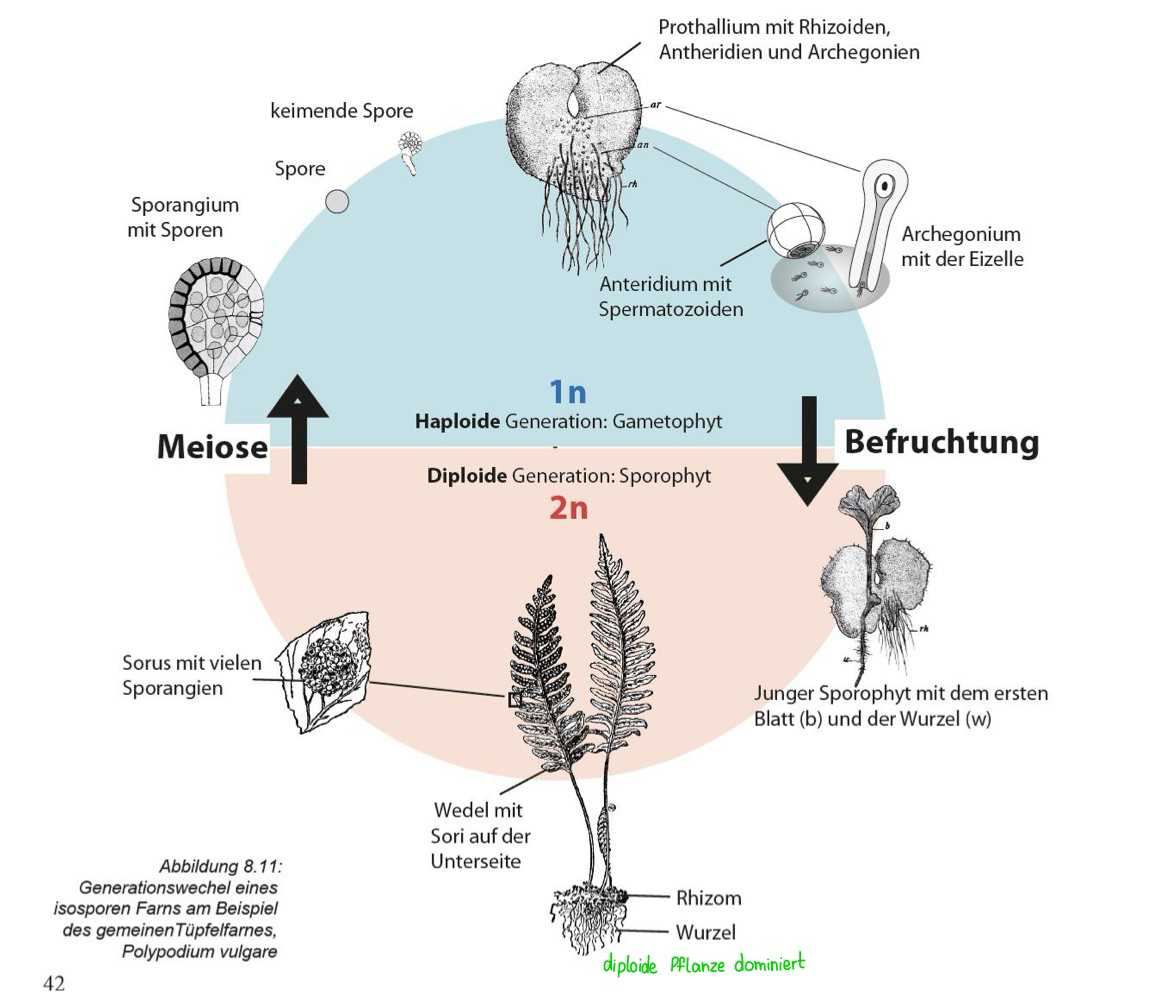 <ul><li><p>Sporophyt ist beherrschendes Stadium </p></li><li><p>Gametophyt zu zeitweiligem Stadium reduziert (Prothallium)</p></li><li><p>deutlich größere Sporophyten → Sporen weiter ausstreuen</p></li></ul><p></p>