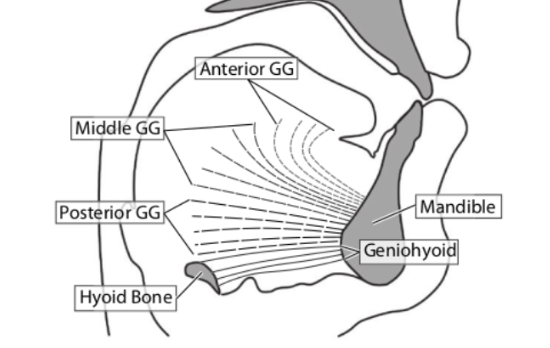 <p>lowers and retracts tongue front </p><p>(curved towards the front)</p>