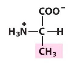 <p>What Amino Acid is This?</p>