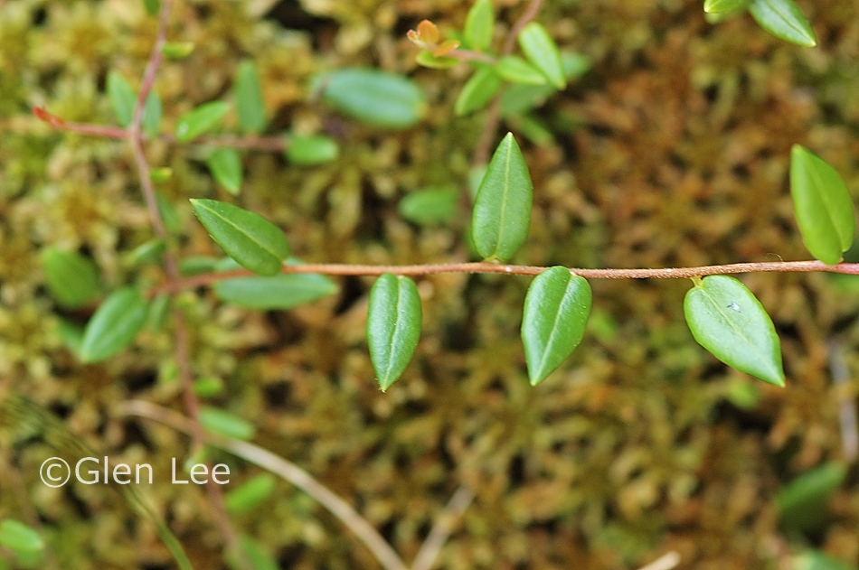<p>Tranbär  (Ericaceae = Ljungväxter)(KÄNN IGEN PÅ BLAD)</p>