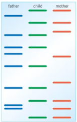 <p>a technique that uses VNTRs to identify differences in organsims' DNA</p><p>analyses DNA fragments that have been cloned by PCR</p>