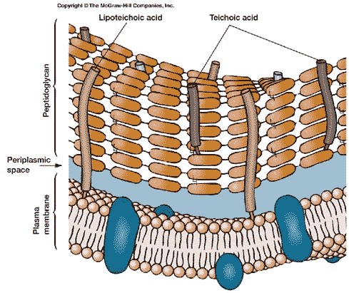 <p>4. Vad är peptidoglykan, kemiskt, hur ser strukturen ut, hur kan den brytas ner, hur kan bildningen förhindras?</p>