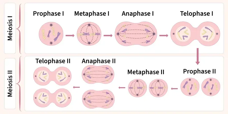 <p><span>Meiosis I: </span> Separate homologous chromosome pairs, reducing chromosome number from diploid to haploid</p><p>Meiosis I: Separate sister chromatids, similar to mitosis</p>