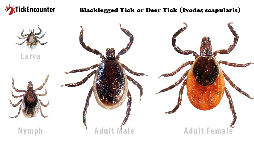 <p>Ixodes spp.</p>