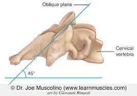 <p>Oblique Planes </p>