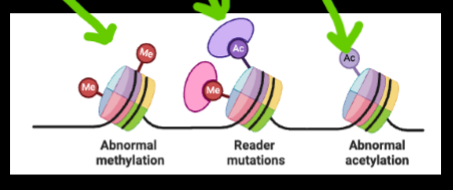 <p>histone are essential for tightly packing sperm DNA into nucleosomes, necessary for reducing nuclear volume, protects the DNA during transit before fertilization. Histone rlly important in sperm bc sperm have very small space to put DNA so histone rlly important in how sperm transmit and transport DNA. this is usually what happens when sperm changes</p>