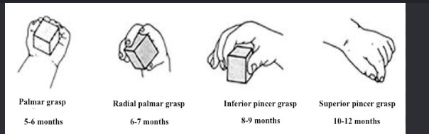 <p>1 month → tight fist</p><p>2 month → briefly opens hands</p><p>4 months → crude palmar grasp</p><ul><li><p>Using palm w/out thumb to grasp objects</p></li><li><p>Hold toys placed in hand</p></li><li><p>Brings hand to mouth</p></li></ul><p>7 months → radial palmar grasp</p><ul><li><p>fingers + opposing thumb</p></li></ul><p>8 months → scissors grasp</p><ul><li><p>Side of index fingers + thumb</p></li></ul><p>9 months → transfer from hand to hand</p><ul><li><p>Uses fingers to rake food </p></li></ul><p>11 months → shake + throw objects</p><p>12 months → pincer grasp</p><ul><li><p>Thumbs + index fingers</p></li><li><p>drinks from uncovered cup</p></li></ul><p></p>