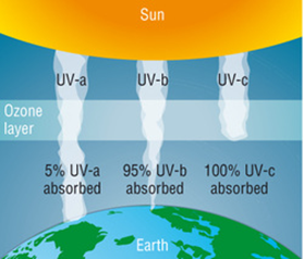 <p>6.4.2 UVC:</p><ul><li><p><span>100-280nm</span></p></li><li><p><span>Most dangerous type of UV radiation</span></p></li><li><p><span>Almost completely absorbed by the ozone layer and oxygen in the atmosphere</span></p></li><li><p><span>Very little of it reaches Earth's surface</span></p></li></ul><p></p>
