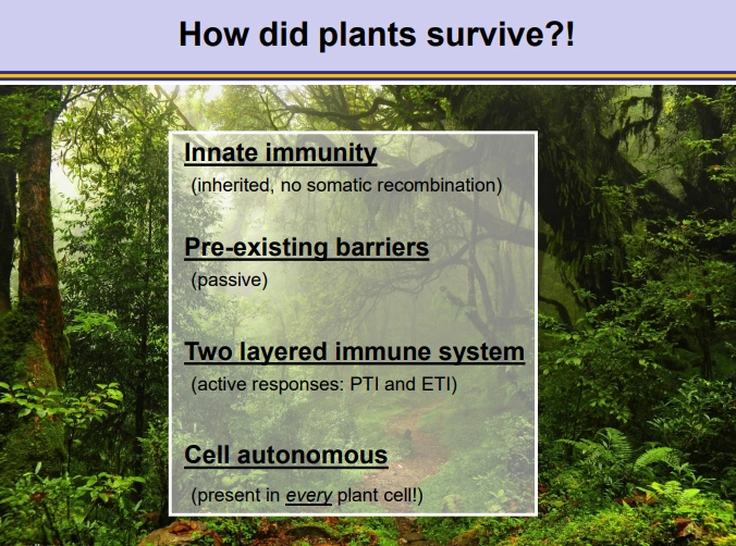 <p>plants are at risk because they:</p><ul><li><p>are <strong>sessile</strong></p></li><li><p><strong>don’t </strong>have<strong> adaptive immunity</strong> by somatic recombination of immunoglobulin genes</p></li><li><p><strong>no mobile </strong>immune cells/<strong>lymphocytes</strong></p></li></ul><p></p><p>however, though adaptive immunity isn’t present at an individual level, it is present at the population level due to non-fixed R gene diversity</p><p></p>