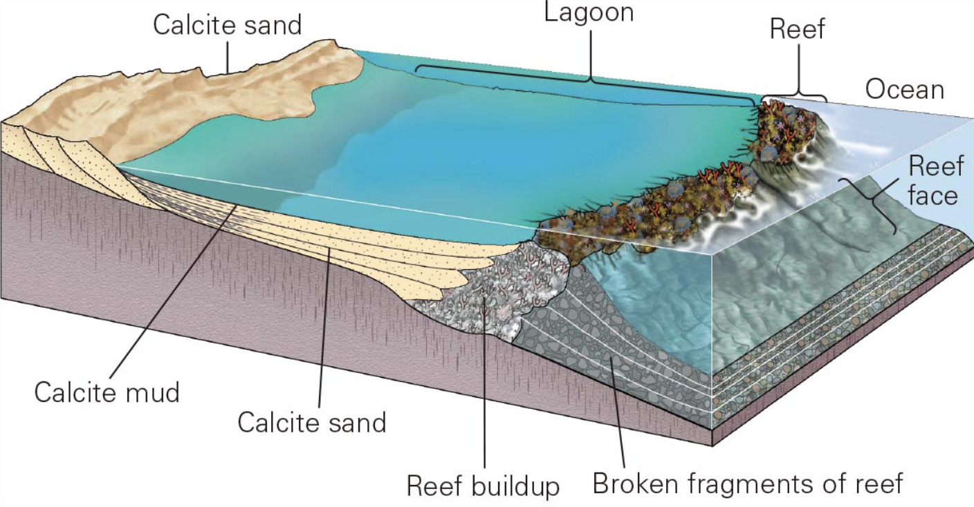 <p>relatively little sand and mud enters the warm, clear, nutrient-rich water that can host an abundance of organisms with carbonate shells, which eventually become carbonate sediment and can transform into various kinds of limestone</p><ul><li><p>Beaches collect sand composed of shell fragments</p></li><li><p>Lagoons are sites where carbonate mud accumulates</p></li><li><p>Reefs consist of coral and coral debris</p></li></ul><p></p>