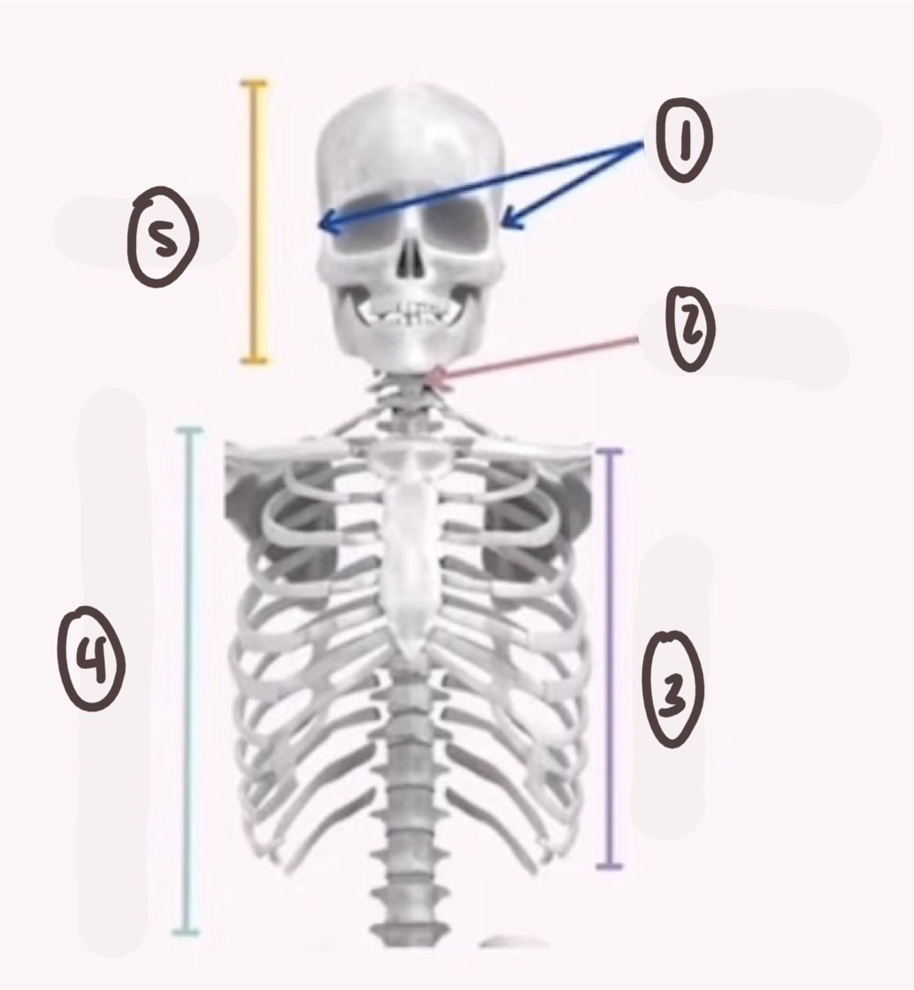 <p>name the bone and what skeleton it is a part of </p><p>1</p>