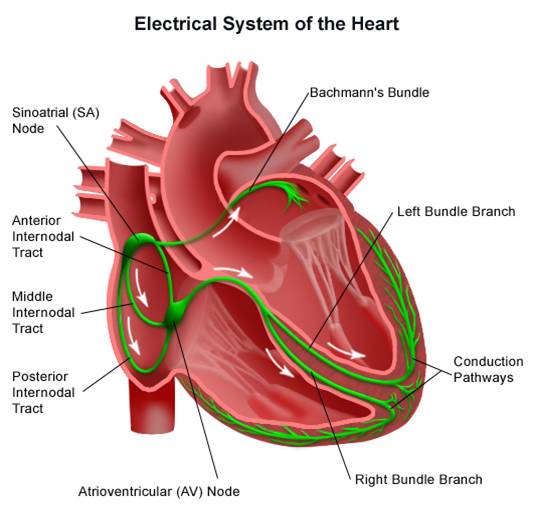 <p>1.)<strong> Sinoatrial (SA) Node </strong><span><strong>→ </strong>primary pacemaker located near the junction of the right atrium &amp; SVC</span></p><p><span>2.) <strong>Atrioventricular (AV) Node →</strong> delays impulses before proceeding to ventricles; located beneath the right atrial endocardium (between the tricuspid valve &amp; coronary sinus)</span></p><p><span>3.) <strong>Bundle of His → </strong>part of the AV junction that carries impulses; continues through the interventricular septum via bundle branches</span></p><p><span>4.) <strong>Right Bundle Branch →</strong> travels down the right side of the interventricular septum; carries impulses to the Purkinje network</span></p><p><span>5.) <strong>Left Bundle Branch → </strong>extends down the left side of the interventricular septum; carries impulses to the Purkinje network </span></p><p><span>6.) <strong>Purkinje Fibers →</strong> network located on the endocardial surface of both ventricles; responsible for rapid conduction of electrical impulses throughout ventricles</span></p>