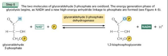 <p>Dit is de glyceraldehyde 3-fosfaat dehydrogenase reactie. hierbij worden 2 moleculen glyceraldehyde 3-fosfaat geoxideerd. Hierbij gaan ze van een aldehyde functie naar een carboxyl functie. Dit is ook meteen de start van de energiewinnings fase van de glycolyse. NADH wordt gevormd en een fosfaatgroep belandt op een O-atoom. De reactie wordt uitgevoerd door het enzym: Glyceraldehyde-3-phosphate dehydrogenase </p><p>Glyceraldehyde 3-fosfaat → 1,3 bifosfaatglyceraat + NADH</p>