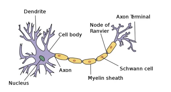 <ul><li><p>Neuron’s are the basic structural and functional unit of the nervous system.</p></li><li><p>The nervous system consists of the brain, spinal cord and all the neuron’s.</p></li><li><p>The nervous system is complex, and it is divided into divisions for ease of learning.</p></li></ul><p></p>