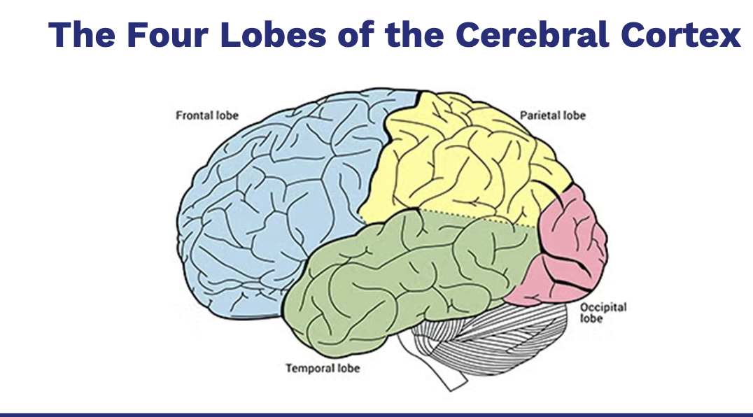 <p>• The most prominent part of the mammalian brain</p><p>• Consists of the cellular layers on the outer surface of the cerebral hemispheres</p><p>− Divided into two halves</p><p>− Joined by two bundles of axons called the corpus callosum and the anterior commissure</p><p>− More highly developed in humans than other specie</p><p>• Contains up to six distinct laminae (layers) that are parallel to the surface of the cortex</p><p>• Cells of the cortex are also divided into columns that lie perpendicular to the laminae</p>