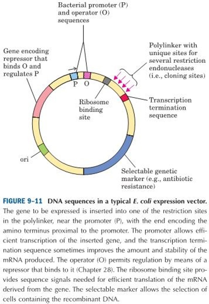 <p>Cloning vectors with the transcription and translation signals needed for the regulated expression of a cloned gene are often called expression vectors. The rate of expression of the cloned gene is controlled by replacing the gene's own promoter and regulatory sequences with more efficient and convenient versions supplied by the vector. Generally, a well-characterized promoter and its regulatory elements are positioned near several unique restriction sites for cloning, so that genes inserted at the restriction sites will be expressed from the regulated promoter element. Some of these vectors incorporate other features, such as a bacterial ribosome binding site to enhance translation of the mRNA derived from the gene, or a transcription termination sequence.</p>