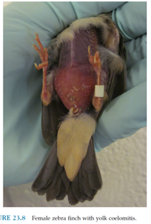 <p>eggs without the shell (will not show up on rads)- yolks get so large, break and cause a peritonitis</p><p>yellow discoloration of coelom</p><p>Euthanize if large amount of yolk</p>