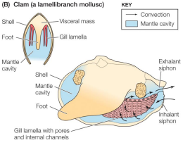 <p>Breathing by aquatic inverts: Clam</p>