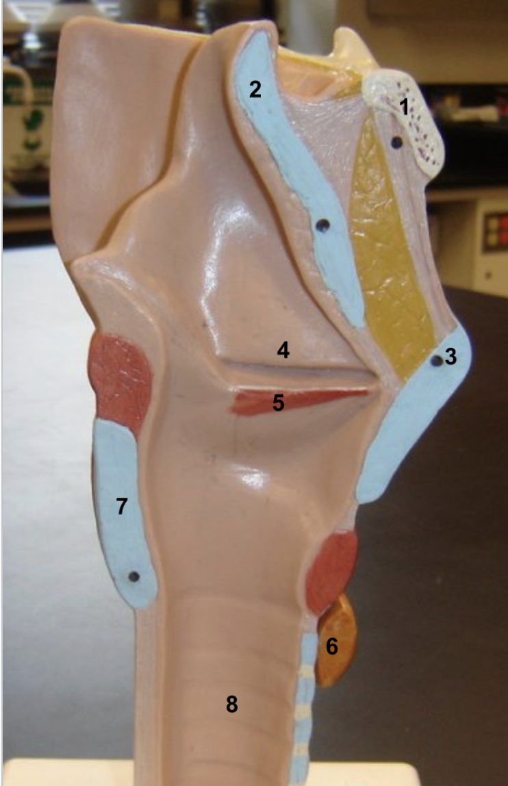 <ol><li><p>Hyoid bone</p></li><li><p>Epiglottis</p></li><li><p>Thyroid cartilage (laryngeal prominence) </p></li><li><p>False vocal cord (Vestibular fold) </p></li><li><p>True vocal cord (vocal fold)</p></li><li><p>Thyroid gland</p></li><li><p>Cricoid cartilage</p></li><li><p>Trachea</p></li></ol><p></p>