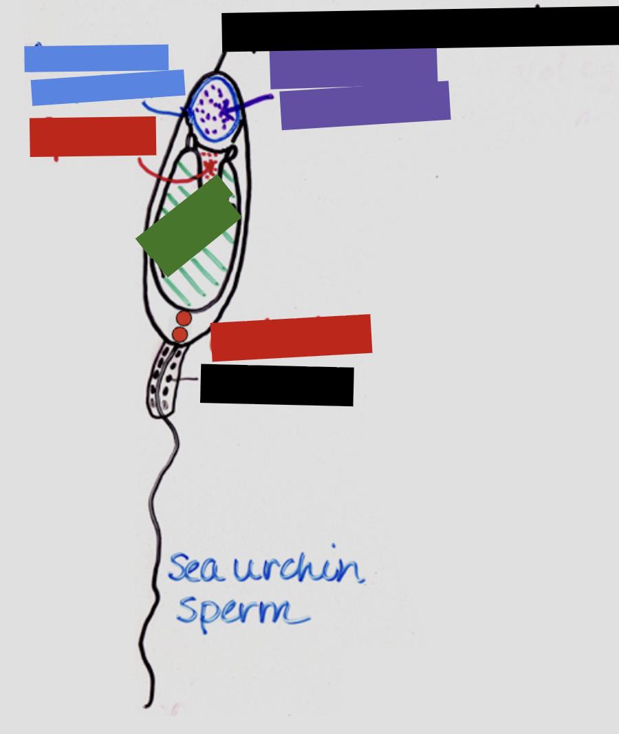 <p>Identify the structures of sea urchin sperm</p>