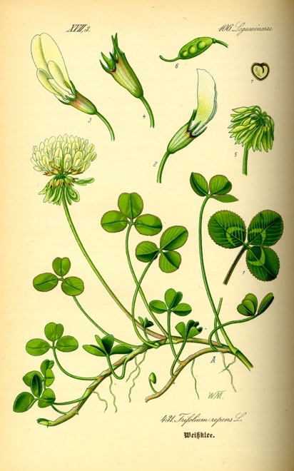 <p>Bela detelja-Trifolium repens</p>